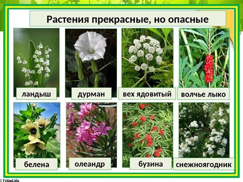 Ядовитые растения и ядовитые насекомые: как избежать неприятностей