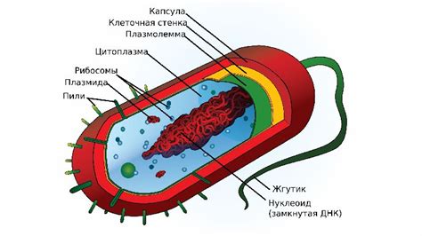 Ядроцит: где располагается главное хранилище генетической информации внутри бактериальной клетки