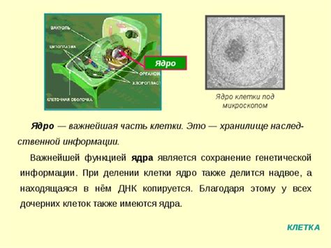 Ядро клетки: главное хранилище генетической информации