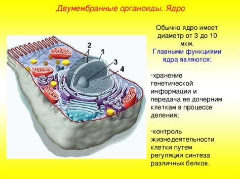 Ядро клетки: хранение и передача генетической информации