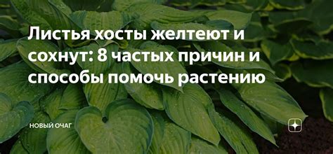  Антиборщевик: способы противостояния нежелательному растению 