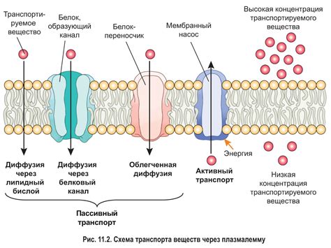  Белки: от важных катализаторов реакций до неотъемлемого элемента транспорта веществ 