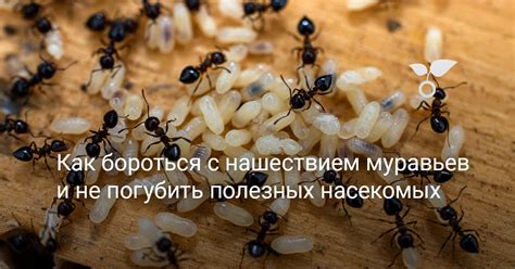  Борьба с нашествием насекомых на пищу: предотвращение попадания мух на блюда 