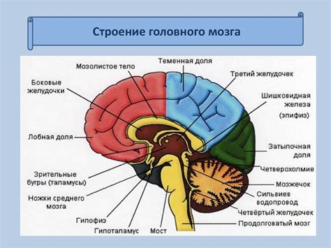  Важная роль памяти в функционировании головного мозга 