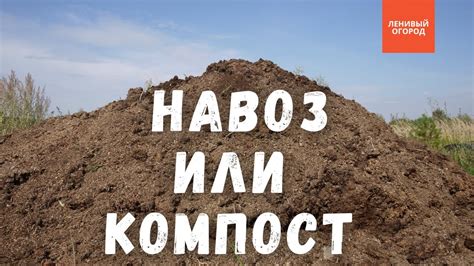  Важность компоста для растений и почвы 