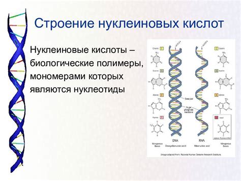  Важность нуклеиновых кислот для функционирования организма человека 