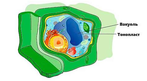  Вакуоль: хранилище и транспорт белок в клетке растения 