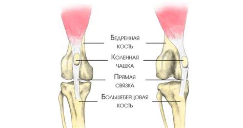  Взаимодействие коленной чашечки с другими структурами коленного сустава 