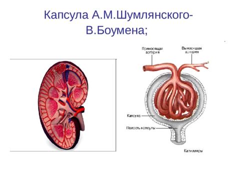  Взаимодействие оболочки Боумена с канальцами в микроциркуляции почечных единиц 