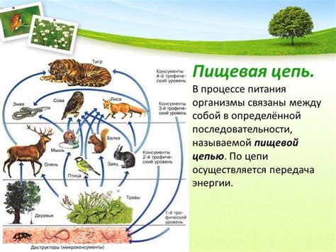  Влияние географического положения на экосистему и разнообразие живого мира
