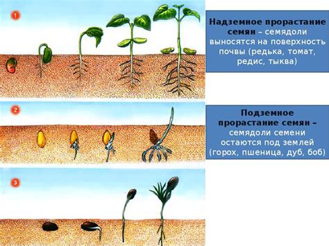  Влияние картошки мелкого размера на рост и развитие растений