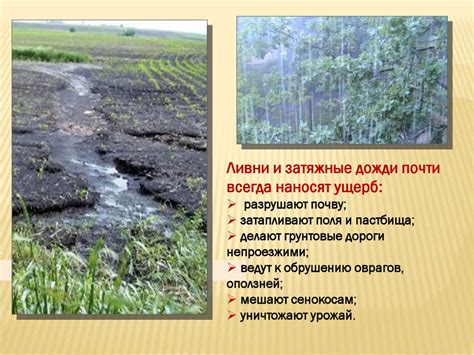  Влияние климата, почвы и освещения на качество урожая 