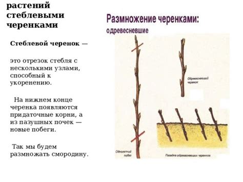  Влияние радикального сечения корней смородины на её развитие