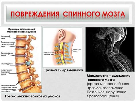  Влияние спинномозговых центров крестцовых нервных корешков на функционирование внутренних органов 