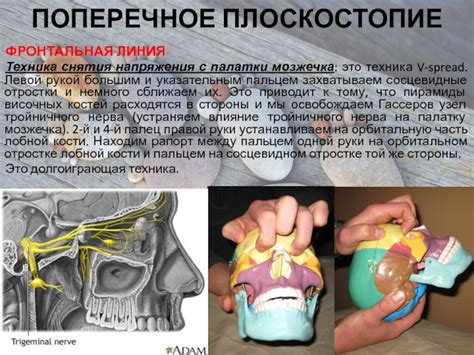  Влияние тройничного нерва на функционирование органов: краткий обзор 