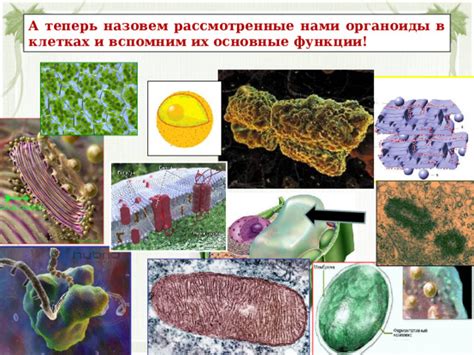  Внешний облик вакуолей в клетках животных: архитектура и функции >
