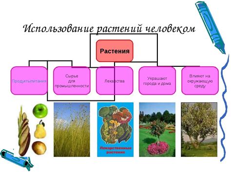  Возможности использования человеком цветка-плодового растения 