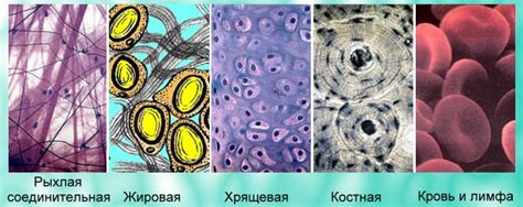  Выделение и сохранение образцов эпителиальной ткани для последующего исследования 