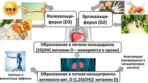  Дефицит витамина D и его связь с снижением функции почек 