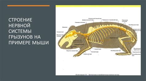  Дружба на примере грызунов и клеточных питомцев: достижения и неудачи 