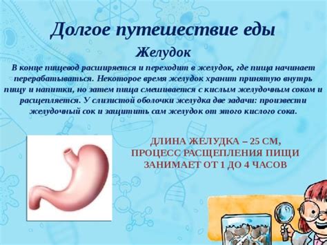  Жизненно важный процесс: от вхождения пищи в рот до ее перехода в желудок 