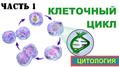  Жизненный цикл клетки: межфаза и ее особенности 