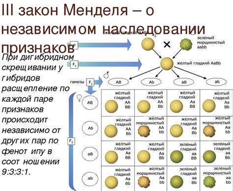  Закон Менделя: принцип равномерного распределения генетических признаков 