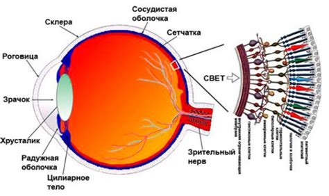  Значение сетчатки в процессе зрения 