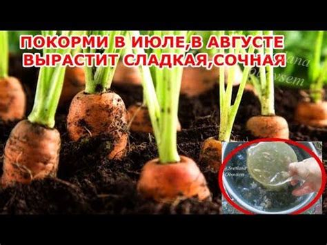 Значимость подбора овощей для придания сочности и насыщенности красному цвету борща 