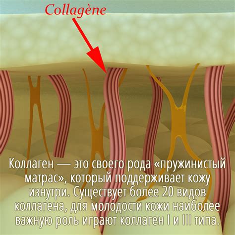  Коллаген в коже и его влияние на упругость и эластичность
