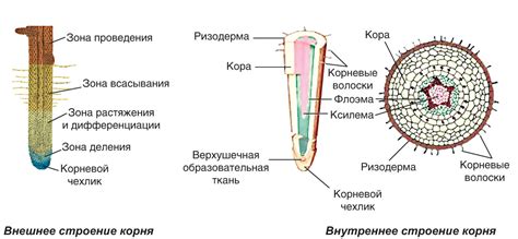  Ксилема: локализация сосудистой ткани в структуре корневой системы 