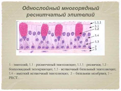  Местоположение и значение реснитчатого эпителия в выделительной системе человека 