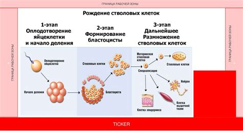  Мифы о высокой эффективности и "унверсальности" стволовых клеток