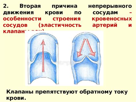  Обратные клапаны: защитники кровеносных сосудов 