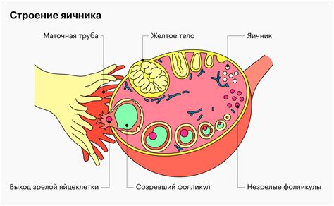  Овуляция: выход зрелой яйцеклетки из яичника 