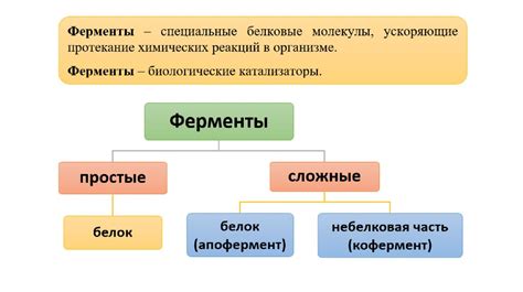  Основные этапы и роль ферментов в разложении белков в организме