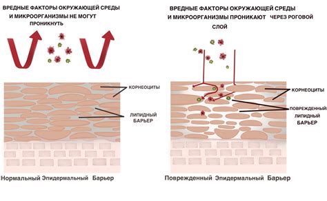  Особенности проникновения активных компонентов тканевой маски и глины 