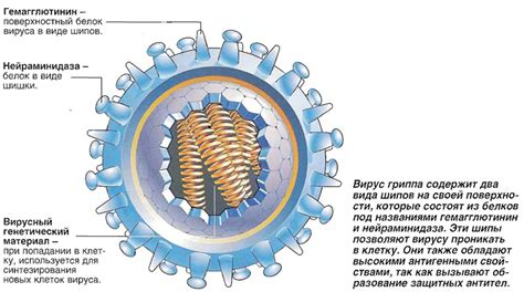  Подробное описание и особенности вируса 