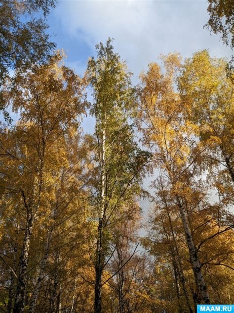  Популярные локации для наблюдения за можжевельниковыми деревьями 