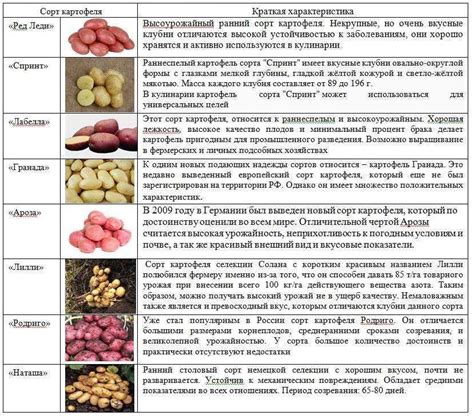  Преимущества посева ржаной культуры после выращивания картофеля 