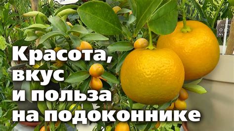  Продолжительность срока сохранности цитрусовых при оптимальных условиях хранения 