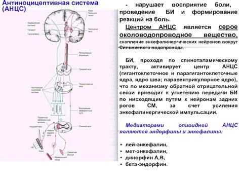  Путь от рецепторов к нейронам: основы процесса передачи сигналов двигательных реакций
