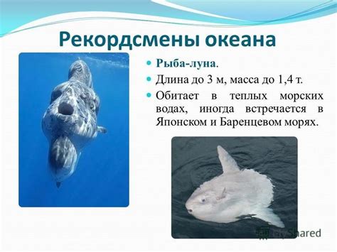  Распространение дорады в морских водах
