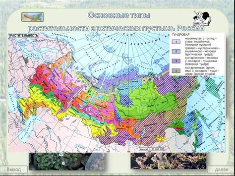  Растительный мир прибрежных районов Черноморского региона: основные представители и их ареалы 