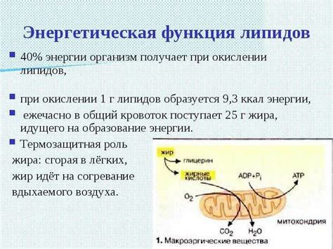  Регулирование уровня липидов в организме: ценность льняного киселя 