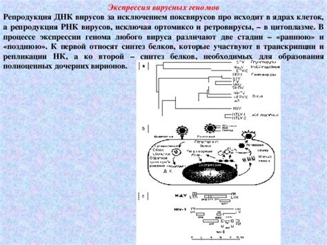  Ролевые различия в процессе репликации в ядрах и митохондриях клетки 