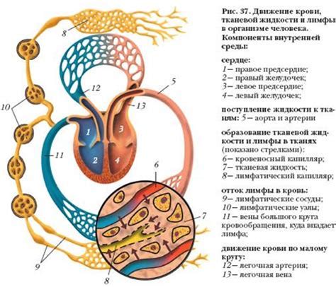  Роль амилазы в организме взрослого: основные функции и значение 