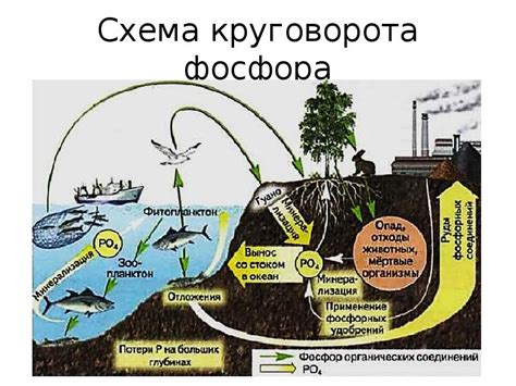  Роль йода и фосфора в питательной ценности рыбы 