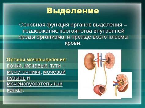  Роль мочеточника в очищении организма и возможные расстройства этой функции 