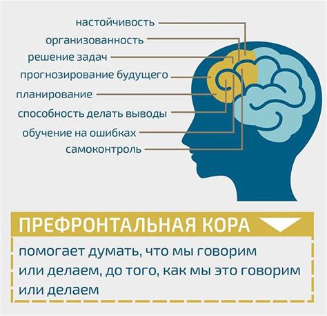  Роль префронтальной коры в функционировании познавательных процессов 